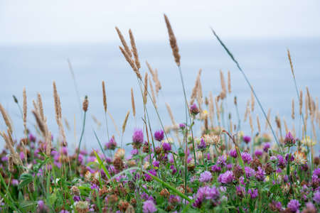 Clover spikelets of grass. Herbs. Motley grass growing at Atlantic Ocean coast in Franceの写真素材
