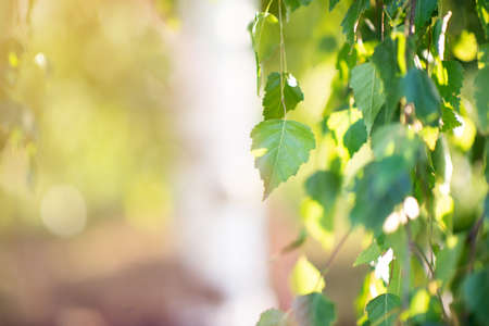 Birch tree growing in summer park, beauty in nature, branches with leaves, detail. Beautiful natural backgroundの写真素材
