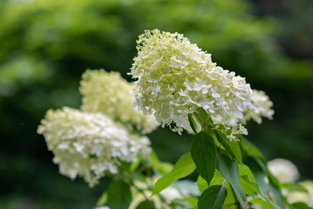 flowers blooming in summer garden, beauty in natureの写真素材