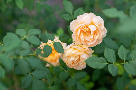 Roses flowers blooming in summer garden, beauty in natureの写真素材