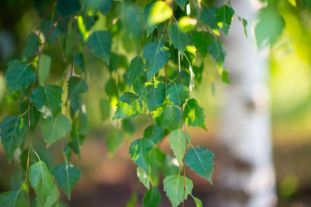 Birch tree growing in summer park, beauty in nature, branches with leaves, detail. Beautiful natural backgroundの写真素材