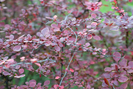 Barberry bush growing in summer garden, branches with leaves and ripe berries, detail