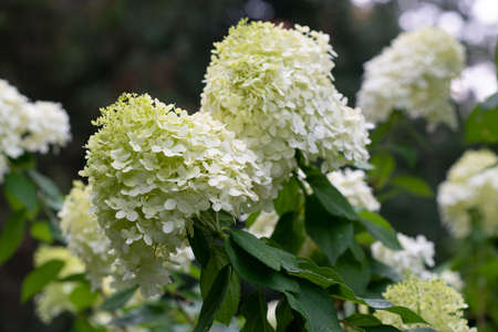 flowers blooming in summer garden, beauty in natureの写真素材