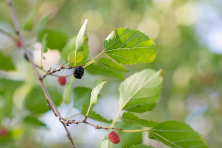 Mulberry tree growing in summer garden, branches with leaves and ripe tasty berries, detailの写真素材