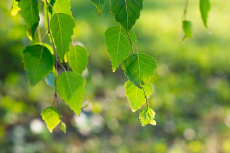 Birch tree growing in summer park, beauty in nature, branches with leaves, detail. Beautiful natural backgroundの写真素材