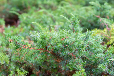 Juniper bush  growing in summer park, beauty in nature, branches, detail. Beautiful natural backgroundの写真素材
