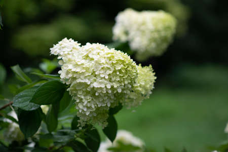 flowers blooming in summer garden, beauty in natureの写真素材