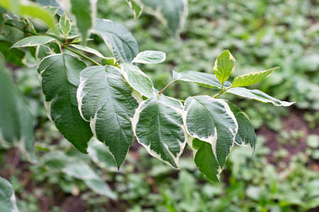 Dogwood white bush  growing in summer park, beauty in nature, branches, detail. Beautiful natural backgroundの写真素材