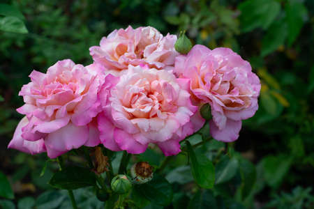 Pink roses flowers blooming in summer garden, beauty in natureの写真素材