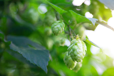Hop plant, cones and foliage closeup. A medicinal plant, a symbol of fertility, well-being and good luck. Used in brewing. Depressantの写真素材