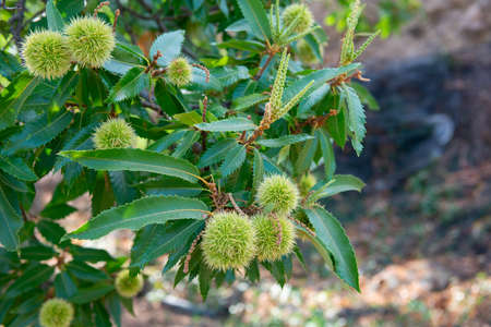 Chinese Chestnut Tree, branch with ripe fruits, harvest in the gardenの写真素材