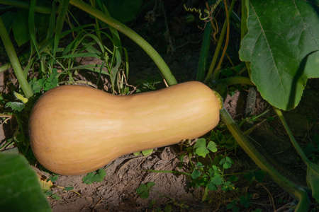 Butternut squash, ripe pumpkin ready for harvestingの写真素材