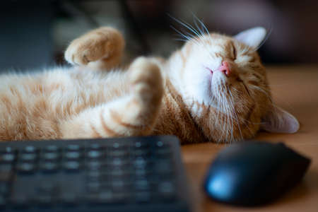 Beautiful young ginger tabby cat well-fed and satisfied sleeps at home working place next to keyboard, PC mouse and monitor screen.の写真素材