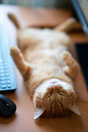Beautiful young ginger tabby cat well-fed and satisfied sleeps at home working place next to keyboard, PC mouse and monitor screen.の写真素材
