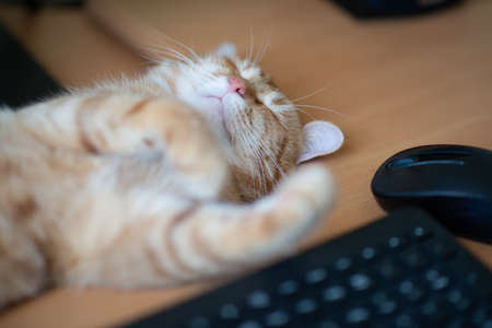 Beautiful young ginger tabby cat well-fed and satisfied sleeps at home working place next to keyboard, PC mouse and monitor screen.の写真素材
