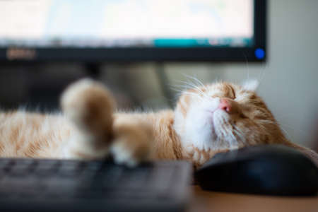 Beautiful young ginger tabby cat well-fed and satisfied sleeps at home working place next to keyboard, PC mouse and monitor screen.の写真素材
