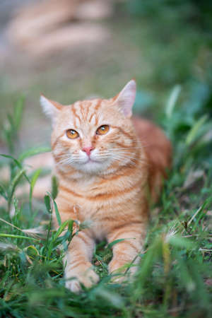 Beautiful young red tabby cat lying in the grass, summer nature outdoorの写真素材