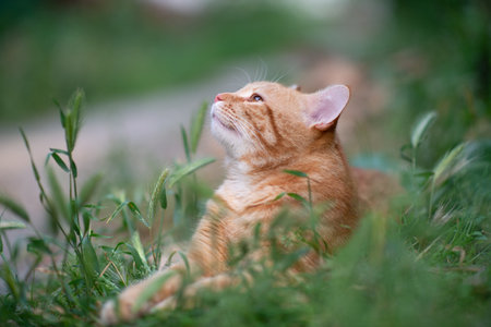 Beautiful young red tabby cat lying in the grass, summer nature outdoorの写真素材