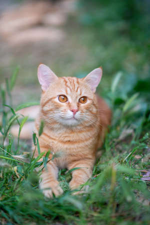 Beautiful young red tabby cat lying in the grass, summer nature outdoorの写真素材