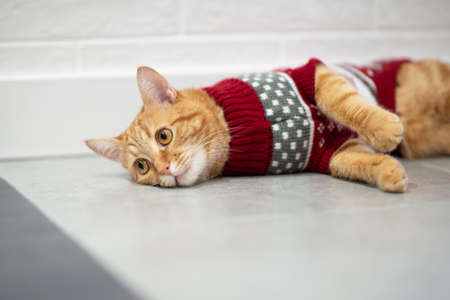 Fashion red tabby cat wearing red costume and ready for New Years and Christmas celebrations. Gorgeous fluffy adorable young petの写真素材