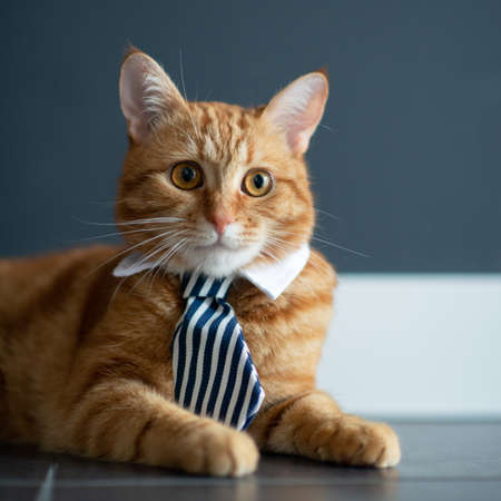 Fashion red tabby cat wearing business tie with white shirt collar. Gorgeous fluffy adorable young pet ready for office workの写真素材