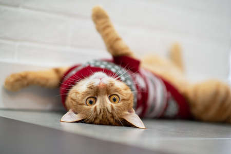 Fashion red tabby cat wearing knitted red sweater and ready for New Years and Christmas celebrations. Gorgeous fluffy adorable young petの写真素材