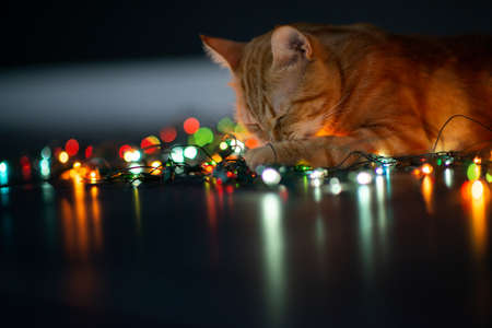 Beautiful young orange tabby cat plays with decor with Christmas lights, holiday home eve decorationの写真素材