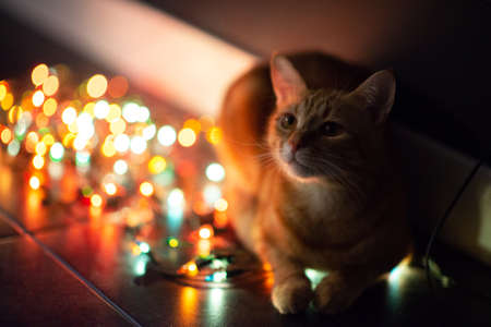 Beautiful young orange tabby cat plays with decor with Christmas lights, holiday home eve decorationの写真素材
