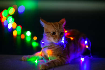 Beautiful young orange tabby cat plays with decor with Christmas lights, holiday home eve decoration