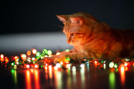 Beautiful young orange tabby cat plays with decor with Christmas lights, holiday home eve decorationの写真素材