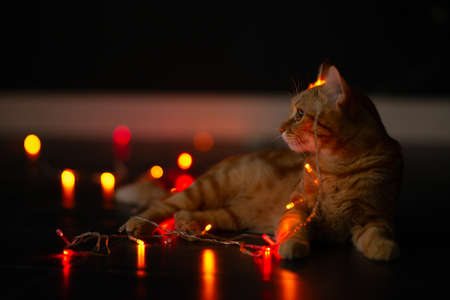 Beautiful young orange tabby cat plays with decor with Christmas lights, holiday home eve decorationの写真素材
