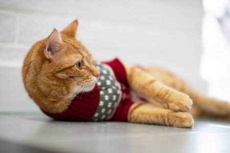 Fashion red tabby cat wearing knitted red sweater and ready for New Years and Christmas celebrations. Gorgeous fluffy adorable young petの写真素材