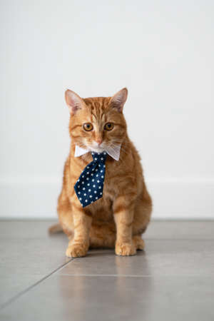 Fashion red tabby cat wearing business tie with stars and white shirt collar. Gorgeous fluffy adorable young pet ready for office workの写真素材