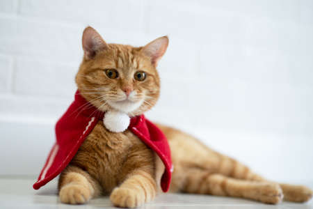Fashion red tabby cat wearing red costume and ready for New Years and Christmas celebrations....