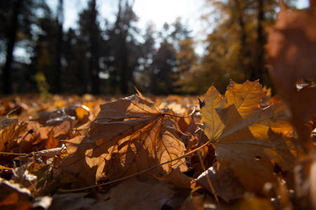 Dry autumn maple tree foliage at sunny day. Natural soft beautiful background with fallen leaves in...