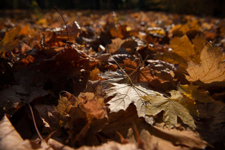 Dry autumn maple tree foliage at sunny day. Natural soft beautiful background with fallen leaves in...
