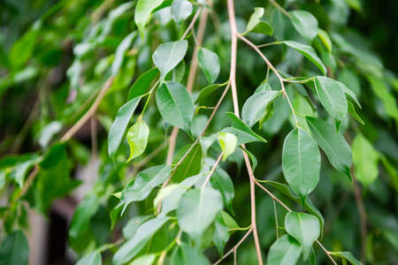 Ficus Benjamin, detail.の写真素材