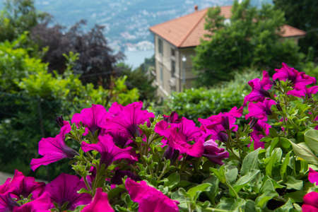 Petunia blooming flowers at park with great landscaping and beautiful plants in spring, Italy,...