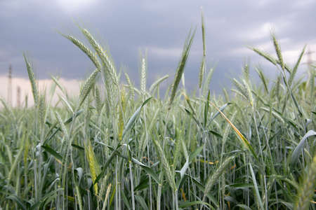 Rye grows in field. Grain crops. Spikelets of cereals over sky before the storm, June. Important food grainsの写真素材