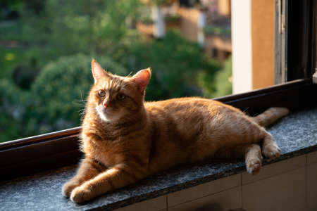 Cute red tabby cat rests at home on the windowsill with an open window, looks into the garden and enjoys the warm sun rays and fresh air. Adorable young pet.の写真素材