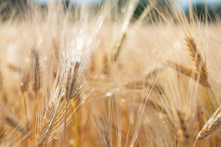 Wheat. Golden field of cereals. grain crops. Spikelets closeup, sunny June. important food grainsの写真素材