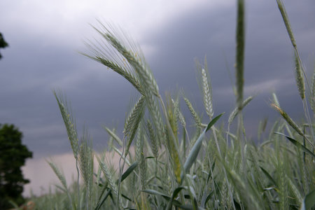 Rye grows in field. Grain crops. Spikelets of cereals over sky before the storm, June. Important food grainsの写真素材