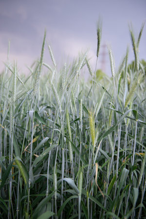 Rye grows in field. Grain crops. Spikelets of cereals over sky before the storm, June. Important food grainsの写真素材