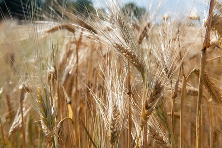 Golden cereals grows in field over blue sky. Grain crops. Spikelets of wheat, June. Important food grainsの写真素材