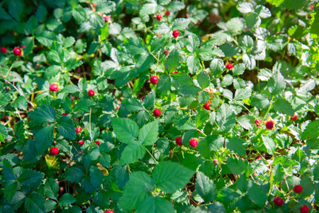 Wild strawberries with ripe red berries grow in the forest on a sunny meadowの写真素材