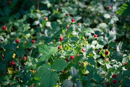Wild strawberries with ripe red berries grow in the forest on a sunny meadow