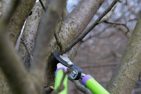Gardener using loppers cuts a fruit tree an apple tree in early spring
