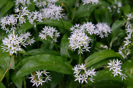 Wild garlic perennial herbaceous plant, species of the genus Onion, subfamily Onion family...