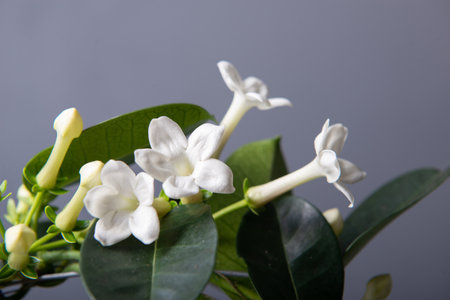 Stephanotis or Madagascar jasmine blooming with withe odorous flowersの写真素材