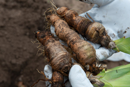 Iris rhizomes for plant transplantation, gardening and landscaping